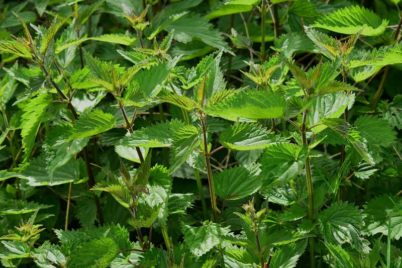 Cauldron Herbs