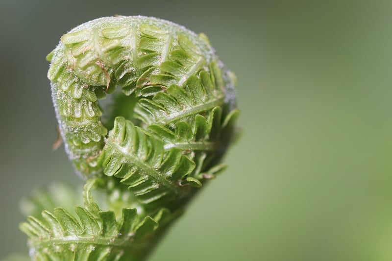 Troll Ferns