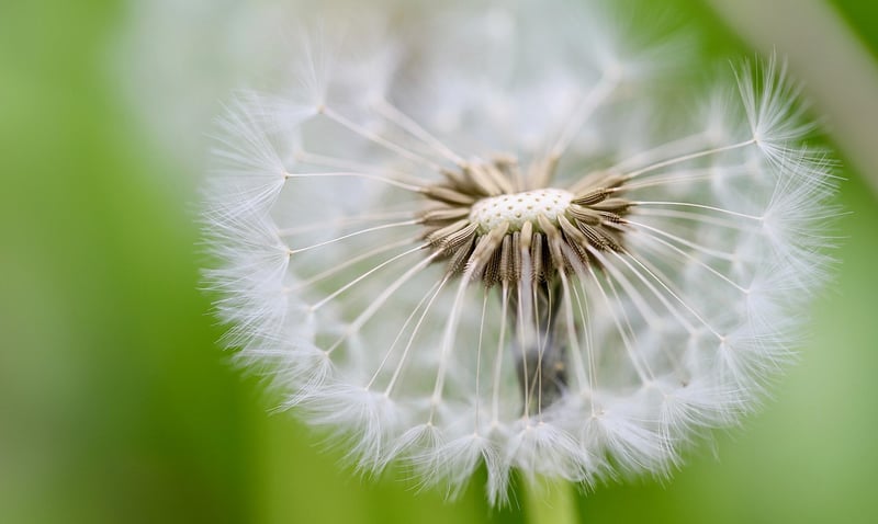 Wizardry Seeds