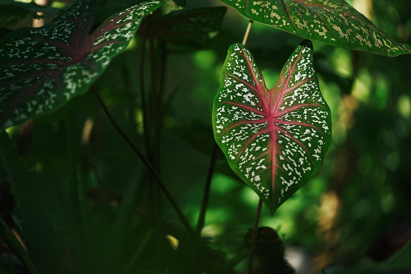 Enchanted Garden
